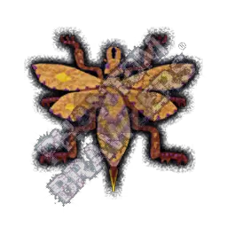 Vespoid