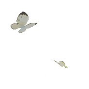 Twinflight Butterflies α image