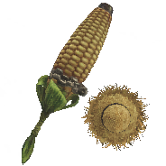Cornpopper